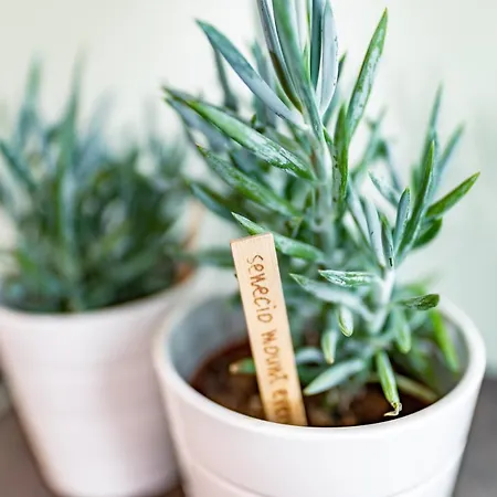 Wellnesshaus Reichelt アパートホテル ラートシュタット